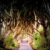 Buy canvas prints of Dark Hedges by HQ Photo