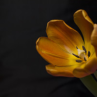 Buy canvas prints of Orange Tulip by Icy Ho