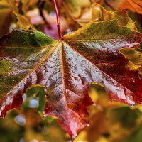 Buy canvas prints of Glorious Autumn by Fay Martyn
