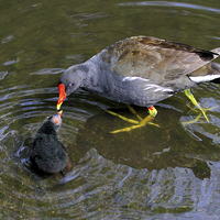 Buy canvas prints of  Loving Mother Moorhen by David Chennell