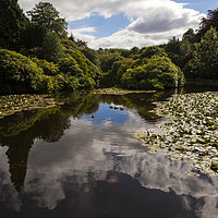 Buy canvas prints of Biddulph Grange Gardens by David Chennell