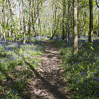Buy canvas prints of Pathway Through Bluebell Wood by David Chennell
