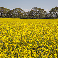 Buy canvas prints of Wirral Rapeseed Beauty  by David Chennell