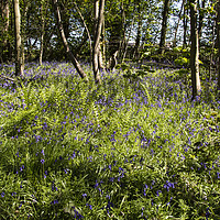 Buy canvas prints of Burton Mere Bluebell Wood by David Chennell