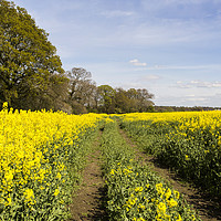 Buy canvas prints of Wirral Rapeseed Beauty   by David Chennell