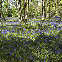 Buy canvas prints of Burton Mere Bluebell Wood  by David Chennell