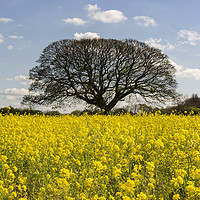 Buy canvas prints of Brimstage Rapeseed Field by David Chennell