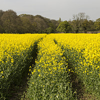 Buy canvas prints of Wirral Rapeseed Beauty  by David Chennell