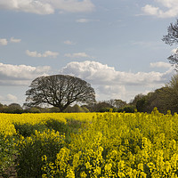 Buy canvas prints of Brimstage Rapeseed Field  by David Chennell