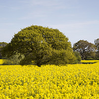 Buy canvas prints of Rapeseed Beauty  by David Chennell