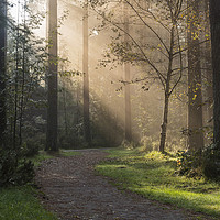 Buy canvas prints of Forest Sunshine   by David Chennell