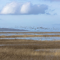 Buy canvas prints of Parkgate Marshes High Tide by David Chennell