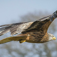 Buy canvas prints of  Red Kite in Flight by Amanda Sims