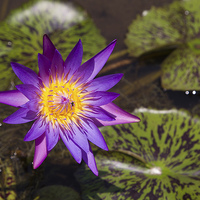 Buy canvas prints of  Purple Lotus Flower, Cambodia by Ian Kydd Miller