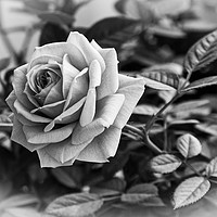 Buy canvas prints of Black and White Rose by Kim Bell