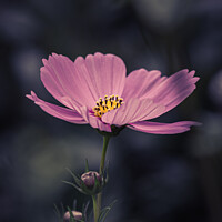 Buy canvas prints of Lone Daisy by Kim Bell
