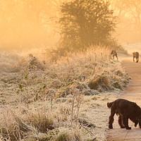 Buy canvas prints of The Dogs and frosty start of a day by Vladimir Korolkov