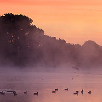 Buy canvas prints of Early morning and birds at Attenborough by Vladimir Korolkov