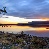 Buy canvas prints of The Lone Tree: Milarrochy Bay, Loch Lomond by Miles Gray