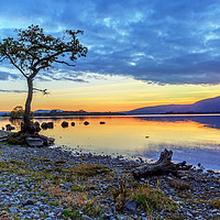 Buy canvas prints of Lone Tree: Milarrochy Bay, Loch Lomond by Miles Gray