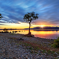 Buy canvas prints of The Lone Tree at Sunset: Milarrochy, Loch Lomond by Miles Gray