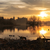 Buy canvas prints of Golden hour over Linlithgow Palace by Miles Gray