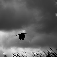 Buy canvas prints of On the wings of a storm by Phil Moore