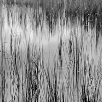 Buy canvas prints of Reed reflections by Phil Moore