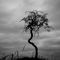 Buy canvas prints of Gnarled by Phil Moore