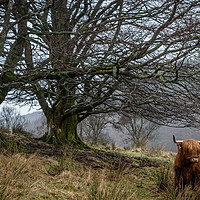 Buy canvas prints of Highland Cow  by Stephanie Knotts