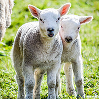 Buy canvas prints of Lambs by Stephanie Knotts