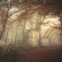 Buy canvas prints of  Mystical Autumn Woodland by Alyson Fennell