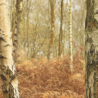 Buy canvas prints of  Winter Silver Birch Trees by Alyson Fennell