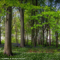 Buy canvas prints of Bluebell Wood  by Ray Pritchard