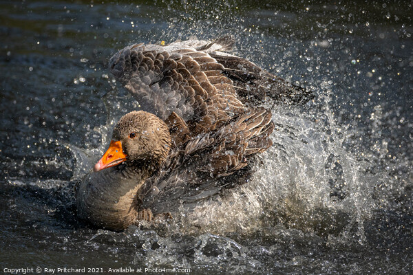 Greylag Goose Picture Board by Ray Pritchard
