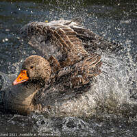 Buy canvas prints of Greylag Goose by Ray Pritchard