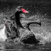 Buy canvas prints of Black Swan by Ray Pritchard