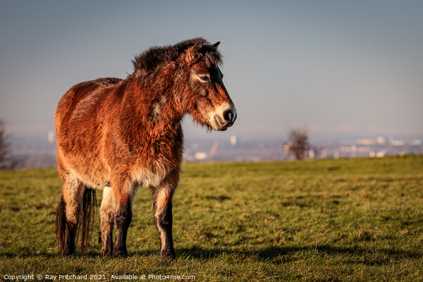 Exmoor Pony On Cleadon Hills Picture Board by Ray Pritchard