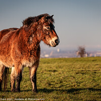Buy canvas prints of Exmoor Pony On Cleadon Hills by Ray Pritchard