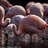 Buy canvas prints of Flamingo by Ray Pritchard