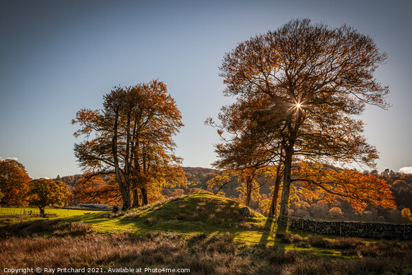 Autumn Trees at Rydal Picture Board by Ray Pritchard