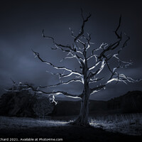 Buy canvas prints of Dead Tree by Ray Pritchard