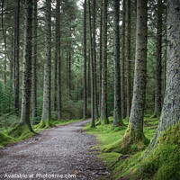 Buy canvas prints of Whinlatter Forest by Ray Pritchard