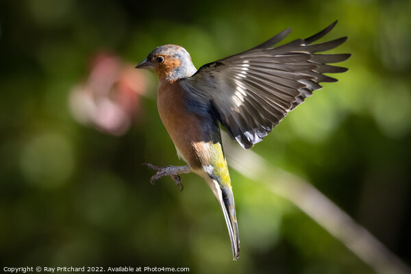 Chaffinch in Flight  Canvas Print by Ray Pritchard