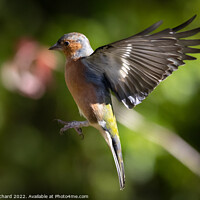 Buy canvas prints of Chaffinch in Flight  by Ray Pritchard