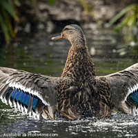 Buy canvas prints of Mallard with Wings Spread by Ray Pritchard