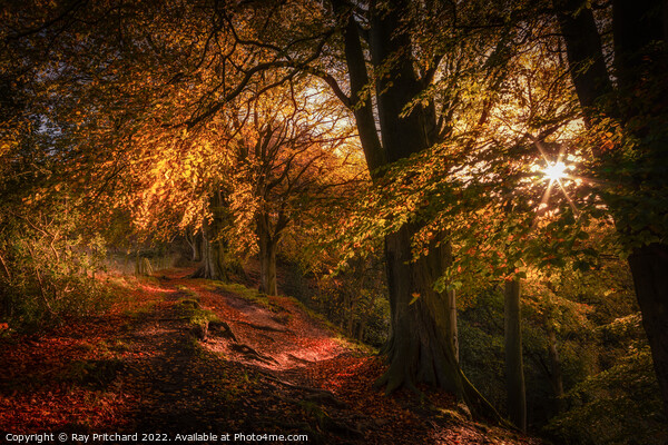Autumn at Ousbrough Wood 2022 Print by Ray Pritchard