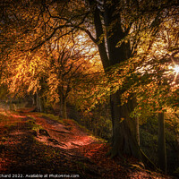Buy canvas prints of Autumn at Ousbrough Wood 2022 by Ray Pritchard
