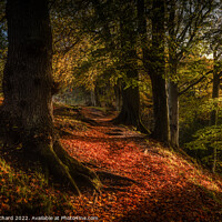 Buy canvas prints of Autumn at Ousbrough Wood by Ray Pritchard