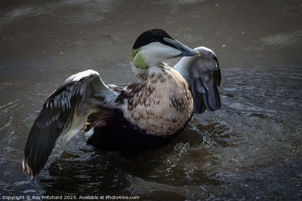 Eider duck stretching it's wings  Picture Board by Ray Pritchard